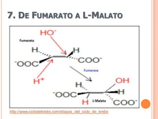7. DE FUMARATO A L-MALATO




http://www.ciclodekrebs.com/etapas_del_ciclo_de_krebs
 