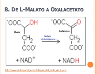 8. DE L-MALATO A OXALACETATO




http://www.ciclodekrebs.com/etapas_del_ciclo_de_krebs
 