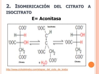 2. ISOMERICACIÓN                        DEL        CITRATO   A
ISOCITRATO
                      E= Aconitasa




http://www.ciclodekrebs.com/etapas_del_ciclo_de_krebs
 