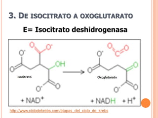 3. DE ISOCITRATO A OXOGLUTARATO
       E= Isocitrato deshidrogenasa




http://www.ciclodekrebs.com/etapas_del_ciclo_de_krebs
 