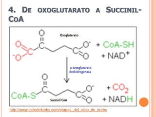 4. DE          OXOGLUTARATO A                       SUCCINIL-
COA




http://www.ciclodekrebs.com/etapas_del_ciclo_de_krebs
 