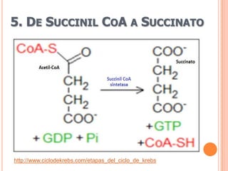 5. DE SUCCINIL COA A SUCCINATO




http://www.ciclodekrebs.com/etapas_del_ciclo_de_krebs
 