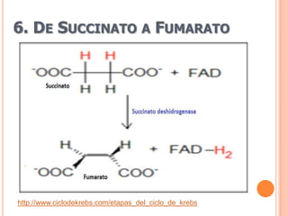 6. DE SUCCINATO A FUMARATO




http://www.ciclodekrebs.com/etapas_del_ciclo_de_krebs
 