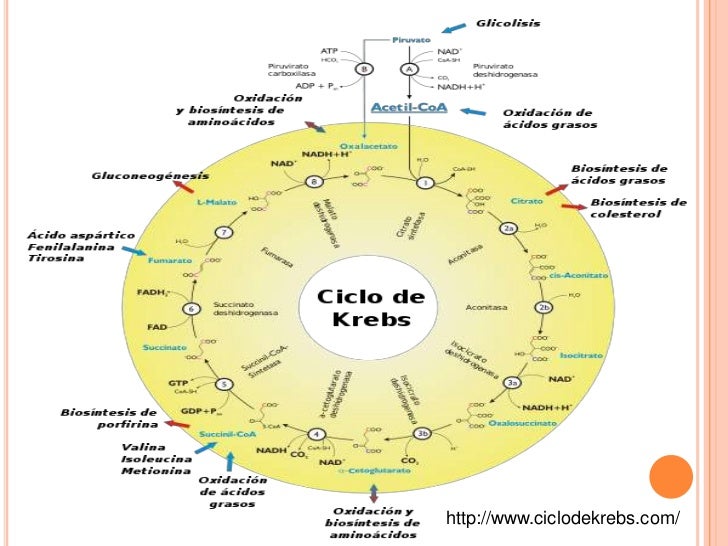 Cuantas Fases Tiene El Ciclo De Krebs mavink.com
