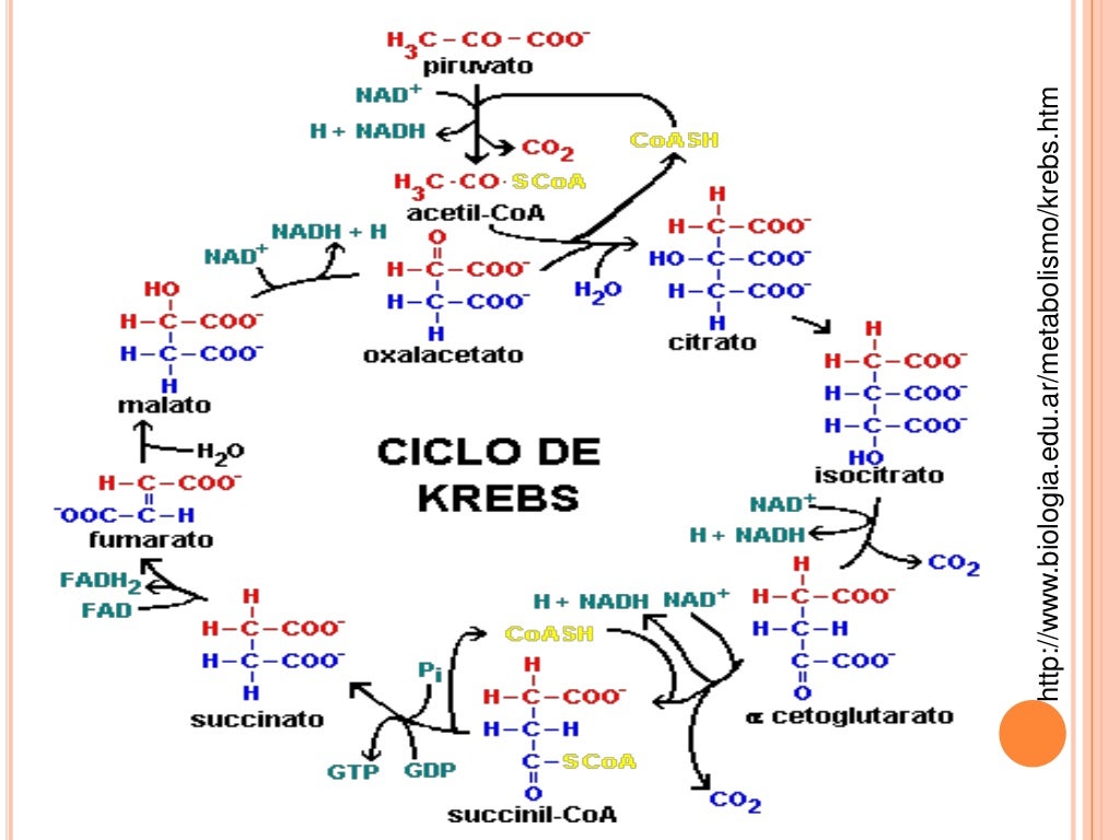 Ciclo de krebs Ciclo de krebs