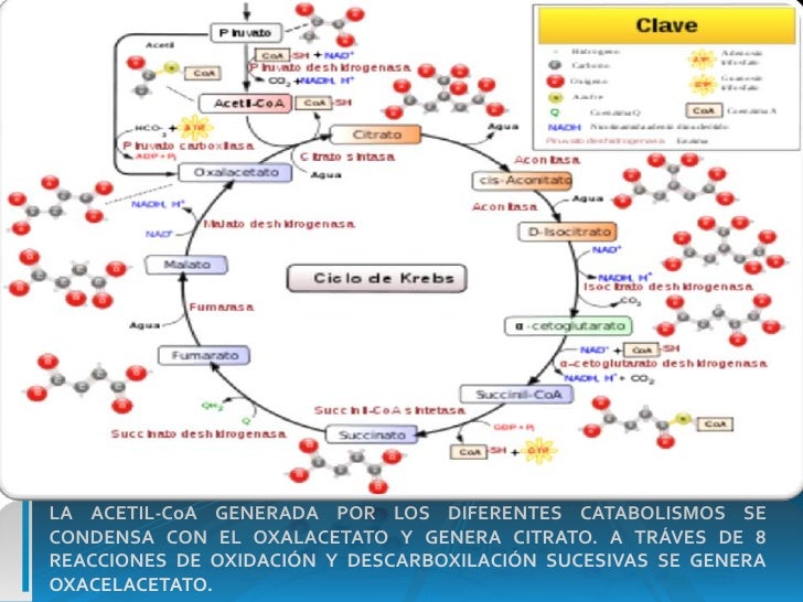 Ciclo de krebs