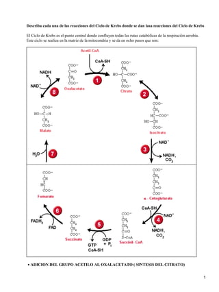 Describa cada una de las reacciones del Ciclo de Krebs donde se dan lasa reacciones del Ciclo de Krebs

El Ciclo de Krebs es el punto central donde confluyen todas las rutas catabólicas de la respiración aerobia.
Este ciclo se realiza en la matriz de la mitocondria y se da en ocho pasos que son:




• ADICION DEL GRUPO ACETILO AL OXALACETATO ( SINTESIS DEL CITRATO)


                                                                                                               1
 