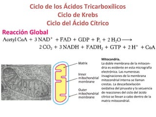 Ciclo de los Ácidos Tricarboxílicos
                    Ciclo de Krebs
               Ciclo del Ácido Cítrico
Reacción Global


                                   Mitocondria.
                                   La doble membrana de la mitocon-
                                   dria es evidente en esta micrografía
                                   electrónica. Las numerosas
                                   invaginaciones de la membrana
                                   mitocondrial interna se llaman
                                   crestas. La descarboxilación
                                   oxidativa del piruvato y la secuencia
                                   de reacciones del ciclo del ácido
                                   cítrico se llevan a cabo dentro de la
                                   matriz mitocondrial.
 