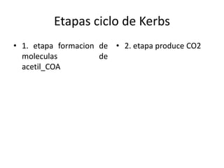 Etapas ciclo de Kerbs
• 1. etapa formacion de • 2. etapa produce CO2
moleculas
de
acetil_COA

 