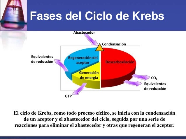 Cuantas Fases Tiene El Ciclo De Krebs es.slideshare.net