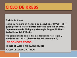 CICLO DE KREBS
El ciclo de Krebs
recibe su nombre en honor a su descubridor (1900-1981),
quien propuso los elementos clave de esta vía en 1937.
Departamento de Biología y Geología Burgos Sir Hans
Krebs Hans Adolf Krebs
fue galardonado con el Premio Nobel de Fisiología y
Medicina en 1953, (descubridor del coenzima A).
SE CONOCE COMO:
CICLO DE ACIDO TRICARBOXILICO
CICLO DEL ACICO CITRICO
 
