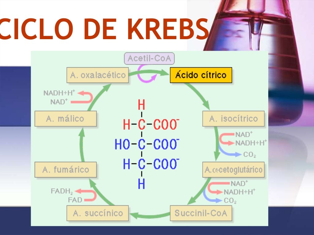Ciclo de Krebs