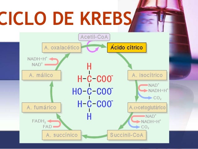Ciclo De Krebs O Que E Como Funciona Reacoes Funcoes E Relevancia Images