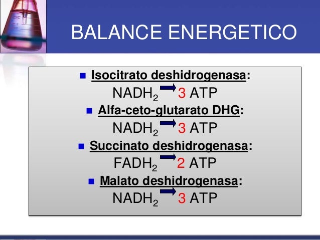 Ciclo de Krebs