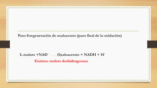Paso 8:regeneración de oxalacetato (paso final de la oxidación)
L-malato +NAD+
Oxaloacetato + NADH + H+
Enzima: malato deshidrogenasa
 