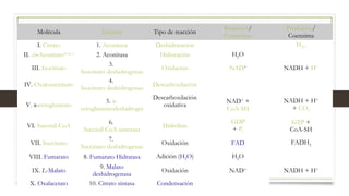 Molécula Enzima Tipo de reacción
Reactivos/
Coenzimas
Productos/
Coenzima
I. Citrato 1. Aconitasa Deshidratación H2O
II. cis-AconitatoNota 1
2. Aconitasa Hidratación H2O
III. Isocitrato
3. 
Isocitrato deshidrogenasa
Oxidación NAD+
NADH + H+
IV. Oxalosuccinato
4. 
Isocitrato deshidrogenasa
Descarboxilación
V. α-cetoglutarato
5. α-
cetoglutaratodeshidrogenasa
Descarboxilación
oxidativa
NAD+
 +
CoA-SH
NADH + H+
+ CO2
VI. Succinil-CoA
6. 
Succinil CoA sintetasa
Hidrólisis
GDP
+ Pi
GTP +
CoA-SH
VII. Succinato
7. 
Succinato deshidrogenasa
Oxidación FAD FADH2
VIII. Fumarato 8. Fumarato Hidratasa Adición (H2O) H2O
IX. L-Malato
9. Malato
deshidrogenasa
Oxidación NAD+
NADH + H+
X. Oxalacetato 10. Citrato sintasa Condensación
 