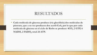 RESULTADOS
• Cada molécula de glucosa produce (vía glucólisis) dos moléculas de
piruvato, que a su vez producen dos acetil-CoA, por lo que por cada
molécula de glucosa en el ciclo de Krebs se produce: 4CO2, 2 GTP, 6
NADH, 2 FADH2; total 24 ATP.
 
