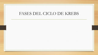 FASES DEL CICLO DE KREBS
 