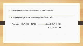 • Piruvato trasladado del citosol a la mitocondria.
• Complejo de piruvato deshidrogenasa reacción:
Piruvato + CoA-SH + NAD+
Acetil-CoA + CO2
+ H+
+ NADH
 