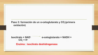 Paso 3: formación de un α-cetoglutarato y CO2 (primera
oxidación)
Isocitrato + NAD+
α-cetoglutarato + NADH +
CO2 + H+
Enzima : isocitrato deshidrogenasa
 