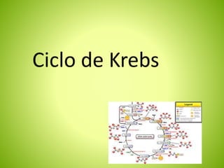 Ciclo de Krebs
 