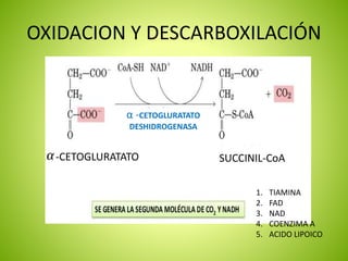 OXIDACION Y DESCARBOXILACIÓN
-CETOGLURATATO SUCCINIL-CoA
α -CETOGLURATATO
DESHIDROGENASA
1. TIAMINA
2. FAD
3. NAD
4. COENZIMA A
5. ACIDO LIPOICO
 