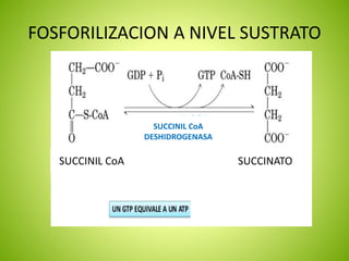 FOSFORILIZACION A NIVEL SUSTRATO
SUCCINATOSUCCINIL CoA
SUCCINIL CoA
DESHIDROGENASA
 