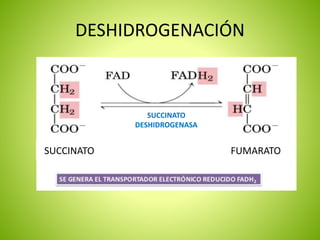DESHIDROGENACIÓN
SUCCINATO FUMARATO
SUCCINATO
DESHIDROGENASA
 