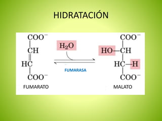 HIDRATACIÓN
FUMARASA
MALATOFUMARATO
 