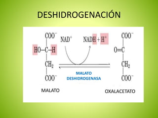DESHIDROGENACIÓN
MALATO
DESHIDROGENASA
OXALACETATOMALATO
 