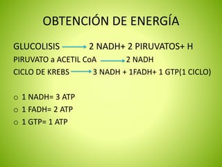 OBTENCIÓN DE ENERGÍA
GLUCOLISIS 2 NADH+ 2 PIRUVATOS+ H
PIRUVATO a ACETIL CoA 2 NADH
CICLO DE KREBS 3 NADH + 1FADH+ 1 GTP(1 CICLO)
o 1 NADH= 3 ATP
o 1 FADH= 2 ATP
o 1 GTP= 1 ATP
 