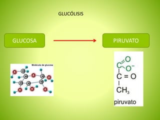 GLUCOSA PIRUVATO
GLUCÓLISIS
 