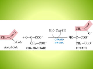 CITRATOOXALOACETATO
CITRATO
SINTASA
 