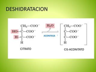 DESHIDRATACION
ACONITASA
CITRATO CIS-ACONITATO
 