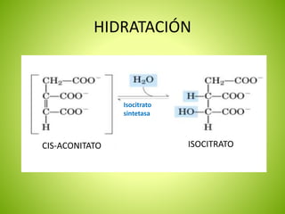 HIDRATACIÓN
Isocitrato
sintetasa
CIS-ACONITATO ISOCITRATO
 