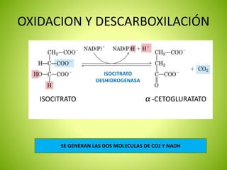 OXIDACION Y DESCARBOXILACIÓN
SE GENERAN LAS DOS MOLECULAS DE CO2 Y NADH
ISOCITRATO -CETOGLURATATO
ISOCITRATO
DESHIDROGENASA
 