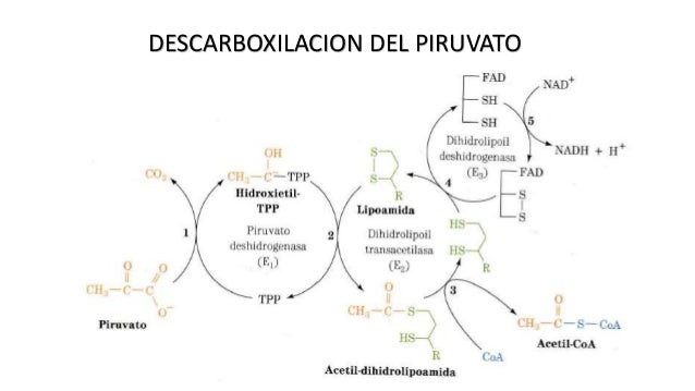 Ciclo de krebs