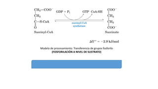 Ciclo de krebs | PPTX