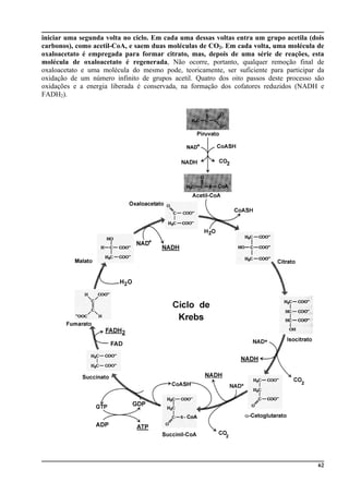 iniciar uma segunda volta no ciclo. Em cada uma dessas voltas entra um grupo acetila (dois
carbonos), como acetil-CoA, e saem duas moléculas de CO2. Em cada volta, uma molécula de
oxaloacetato é empregada para formar citrato, mas, depois de uma série de reações, esta
molécula de oxaloacetato é regenerada, Não ocorre, portanto, qualquer remoção final de
oxaloacetato e uma molécula do mesmo pode, teoricamente, ser suficiente para participar da
oxidação de um número infinito de grupos acetil. Quatro dos oito passos deste processo são
oxidações e a energia liberada é conservada, na formação dos cofatores reduzidos (NADH e
FADH2).
62
 