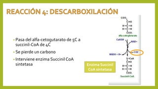 • Pasa del alfa-cetogutarato de 5C a
succinil-CoA de 4C
• Se pierde un carbono
• Interviene enzima Succinil CoA
sintetasa Enzima Succinil
CoA sintetasa
 