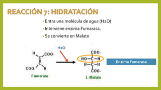 • Entra una molécula de agua (H2O)
• Interviene enzima Fumarasa.
• Se convierte en Malato
H2O
Enzima Fumarasa
 