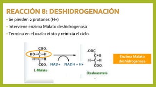 • Se pierden 2 protones (H+)
• Interviene enzima Malato deshidrogenasa
• Termina en el oxalacetato y reinicia el ciclo
NAD+ NADH + H+
Enzima Malato
deshidrogenasa
 