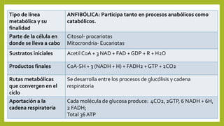 Tipo de línea
metabólica y su
finalidad
ANFIBÓLICA: Participa tanto en procesos anabólicos como
catabólicos.
Parte de la célula en
donde se lleva a cabo
Citosol- procariotas
Mitocrondria- Eucariotas
Sustratos iniciales Acetil CoA + 3 NAD + FAD + GDP + R + H2O
Productos finales CoA-SH + 3 (NADH + H) + FADH2 + GTP + 2CO2
Rutas metabólicas
que convergen en el
ciclo
Se desarrolla entre los procesos de glucólisis y cadena
respiratoria
Aportación a la
cadena respiratoria
Cada molécula de glucosa produce: 4CO2, 2GTP, 6 NADH + 6H,
2 FADH;
Total 36 ATP
 