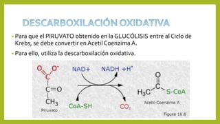 • Para que el PIRUVATO obtenido en la GLUCÓLISIS entre al Ciclo de
Krebs, se debe convertir en Acetil Coenzima A.
• Para ello, utiliza la descarboxilación oxidativa.
 