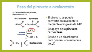 •El piruvato se puede
convertir en oxalacetato
mediante el ingreso deATP
•Se apoya de la piruvato
carboxilasa
•Se une a un bicarbonato
para general una molécula
de 4C
 