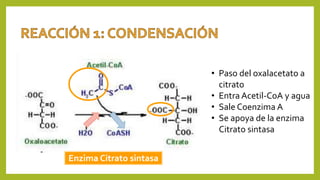 Enzima Citrato sintasa
• Paso del oxalacetato a
citrato
• Entra Acetil-CoA y agua
• Sale Coenzima A
• Se apoya de la enzima
Citrato sintasa
 