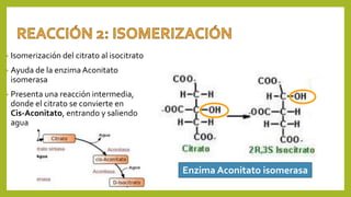 • Isomerización del citrato al isocitrato
• Ayuda de la enzima Aconitato
isomerasa
• Presenta una reacción intermedia,
donde el citrato se convierte en
Cis-Aconitato, entrando y saliendo
agua
Enzima Aconitato isomerasa
 