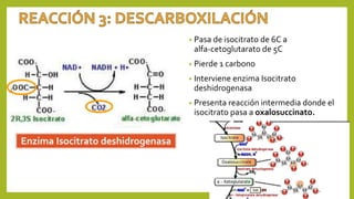 • Pasa de isocitrato de 6C a
alfa-cetoglutarato de 5C
• Pierde 1 carbono
• Interviene enzima Isocitrato
deshidrogenasa
• Presenta reacción intermedia donde el
isocitrato pasa a oxalosuccinato.
Enzima Isocitrato deshidrogenasa
 