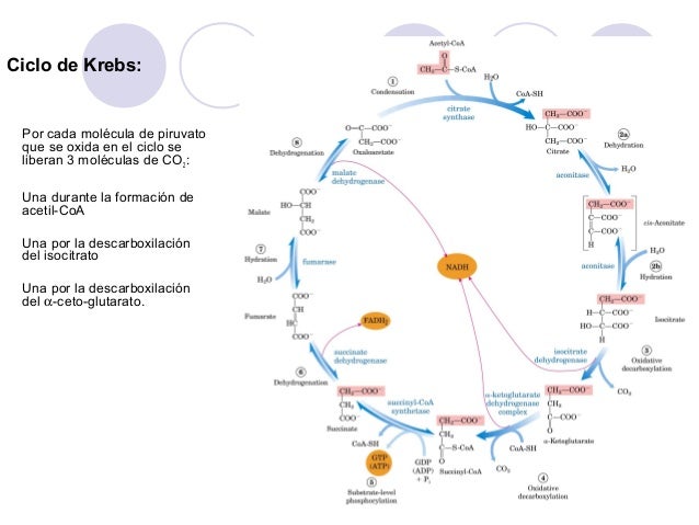 Download Mapa Conceptual Del Ciclo De Krebs most complete