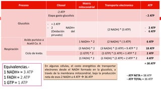 Proceso Citosol
Matriz
mitocondrial
Transporte electronico ATP
Glucolisis
-2 ATP
Etapa gasto glucolisis - 2 ATP
- + 2 ATP
- 2 NADH+
(Oxidación del
piruvato)
(2 NADH) * (3 ATP)
- 2 ATP
- 6 ATP
Respiración
Acido purivico a
Acetil Co. A
1 NADH+ * 2 (2 NADH) * ( 3 ATP) 6 ATP
Ciclo de krebs
(3 NADH) * 2 (3 NADH) * (3 ATP) = 9 ATP * 2 18 ATP
(1 GTP) * 2 (1 GTP) * (1 ATP) = 1 ATP * 2 2 ATP
(1 FADH) * 2 (1 FADH) * (2 ATP) = 2 ATP * 2 4 ATP
Equivalencias.-
1 NADH+ = 3 ATP
1 FADH = 2 ATP
1 GTP = 1 ATP
= 36 ATP
En algunas células, el costo energético de transportar
electrones desde el NADH formado en la glucolisis, a
través de la membrana mitocondrial, baja la producción
neta de esos 2 NADH a 4 ATP  36 ATP - ATP NETA = 38 ATP
- ATP TOTAL = 36 ATP
 